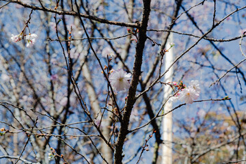 城峯公園　冬桜　寒桜　さくら