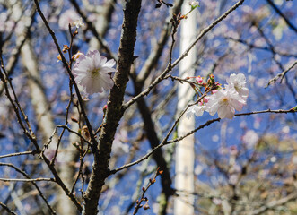城峯公園　冬桜　寒桜　さくら