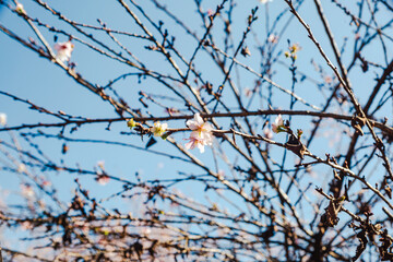 城峯公園　冬桜　寒桜　さくら