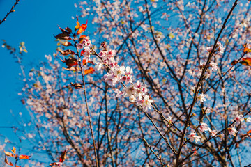 城峯公園　冬桜　寒桜　さくら