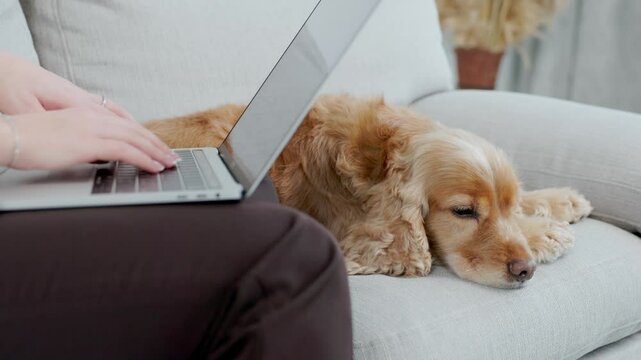 Cute Ginger Dog English Cocker Spaniel Is Lying In Room On Couch Near Owner. Close Up of Female Hands Using Laptop Keyboard