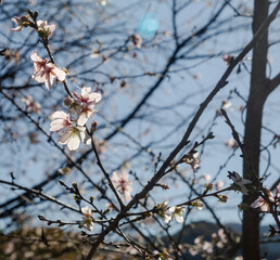 城峯公園　冬桜　寒桜　さくら