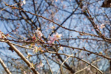 城峯公園　冬桜　寒桜　さくら