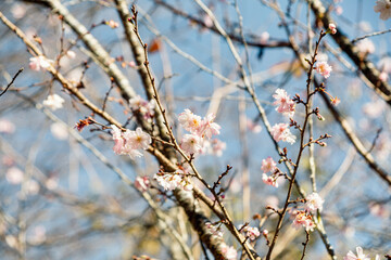 城峯公園　冬桜　寒桜　さくら