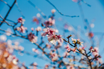 城峯公園　冬桜　寒桜　さくら