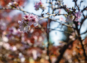 城峯公園　冬桜　寒桜　さくら