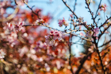 城峯公園　冬桜　寒桜　さくら