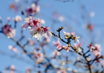 城峯公園　冬桜　寒桜　さくら