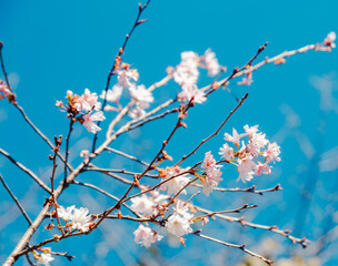 城峯公園　冬桜　寒桜　さくら