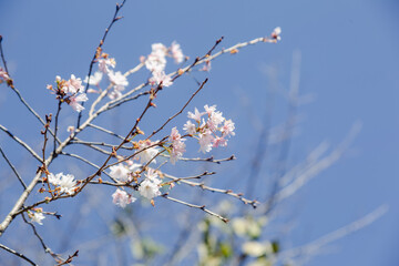 城峯公園　冬桜　寒桜　さくら