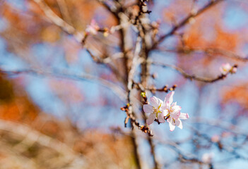 城峯公園　冬桜　寒桜　さくら