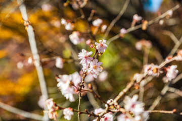 城峯公園　冬桜　寒桜　さくら