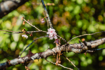 城峯公園　冬桜　寒桜　さくら