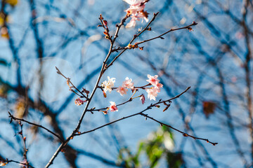 城峯公園　冬桜　寒桜　さくら