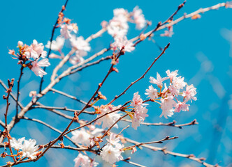 城峯公園　冬桜　寒桜　さくら