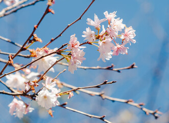 城峯公園　冬桜　寒桜　さくら
