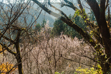 城峯公園　冬桜　寒桜　さくら