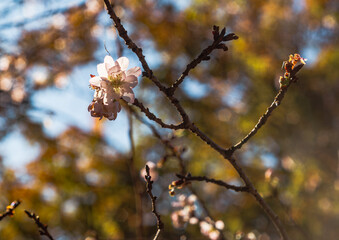 城峯公園　冬桜　寒桜　さくら