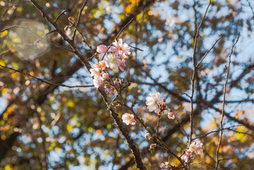 城峯公園　冬桜　寒桜　さくら