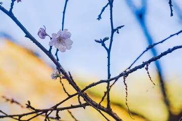 城峯公園　冬桜　寒桜　さくら