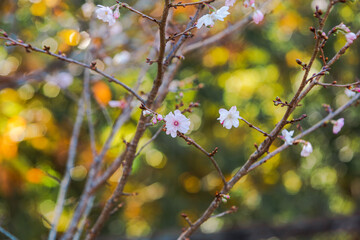 城峯公園　冬桜　寒桜　さくら