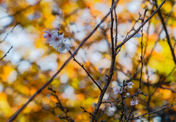 城峯公園　冬桜　寒桜　さくら