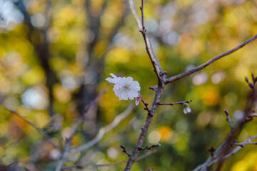 城峯公園　冬桜　寒桜　さくら