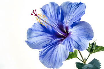Blue hibiscus isolated on white background, Generative ai