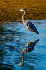 Great blue heron standing poised with its full reflection in the dark blue water of Chickamauga Lake