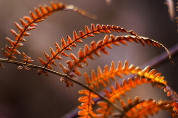 Vue rapprochée de feuilles de fougère oranges