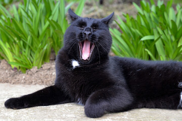 Tired Black Cat In Garden Yawns With Mouth Wide Open