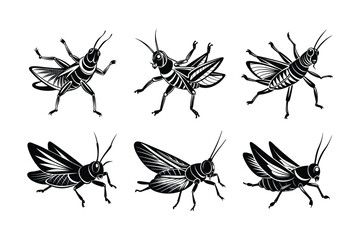 Grasshopper (Caelifera) insect silhouette design, labeled linocut vector illustration.