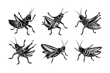 Grasshopper (Caelifera) insect silhouette design, labeled linocut vector illustration.
