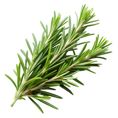 Fototapeta premium Rosemary isolated on transparent background