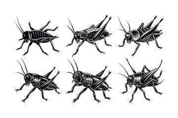 Cricket (Gryllidae) insect silhouette design, labeled linocut vector illustration.