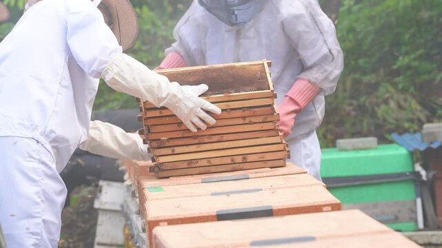beekeeping, apiculture, honey, bee, Royal Jelly, queen bee, sweet
