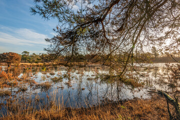 Branches of a Scots pine above the water of a small lake. It is autumn and the sun is low in the sky.