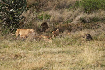pride of  lions sharing a kill (zebra) in the Ngorongoro crater in Tanzania