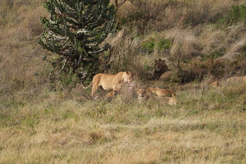 pride of  lions sharing a kill (zebra) in the Ngorongoro crater in Tanzania