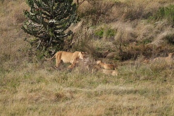 pride of  lions sharing a kill (zebra) in the Ngorongoro crater in Tanzania