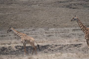 giraffes walking on the edge of the Ngorongoro crater in tanzania