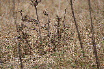 Dry Grass Detail – Ngorongoro Crater Floor, Tanzania