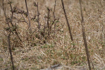 Dry Grass Detail – Ngorongoro Crater Floor, Tanzania