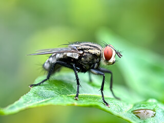 Close up of flies in green leaves, flesh flies (Sarcophaga)