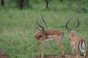 Morning Grace – Male Impala in Serengeti Grasslands