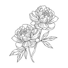Blooming peony flower outline  vector illustration 