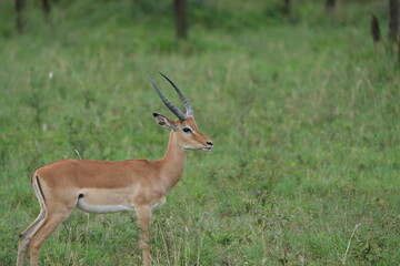 Morning Grace – Male Impala in Serengeti Grasslands