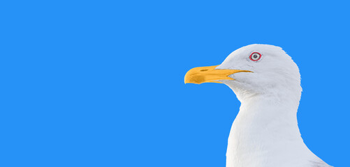 An isolated head with neck and face, bright orange beak of a white seagull in profile against blue background. Gull is a symbol of freedom, there is a free empty space, copy space, blank for artwork