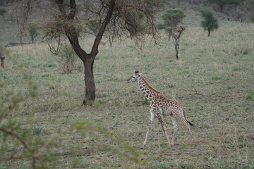 portrait of a baby giraffe walking through the serengeti national park tanzania