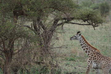 Obraz premium portrait of a baby giraffe walking through the serengeti national park tanzania